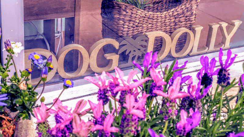 dogsalon Dogdollyの写真