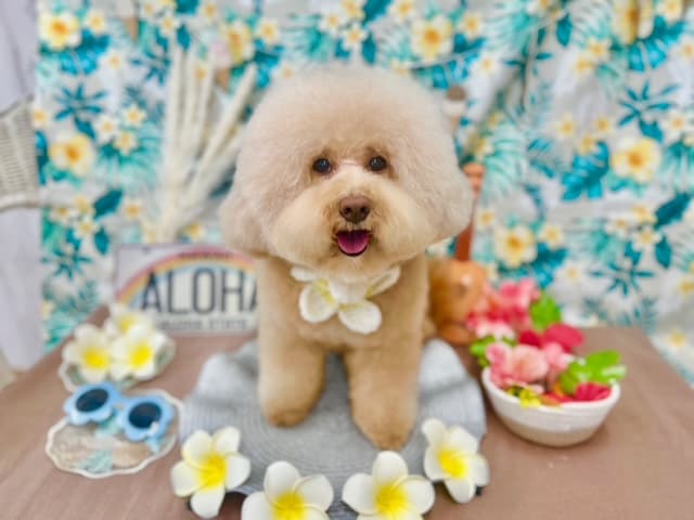Dog Care House Motomachiの写真