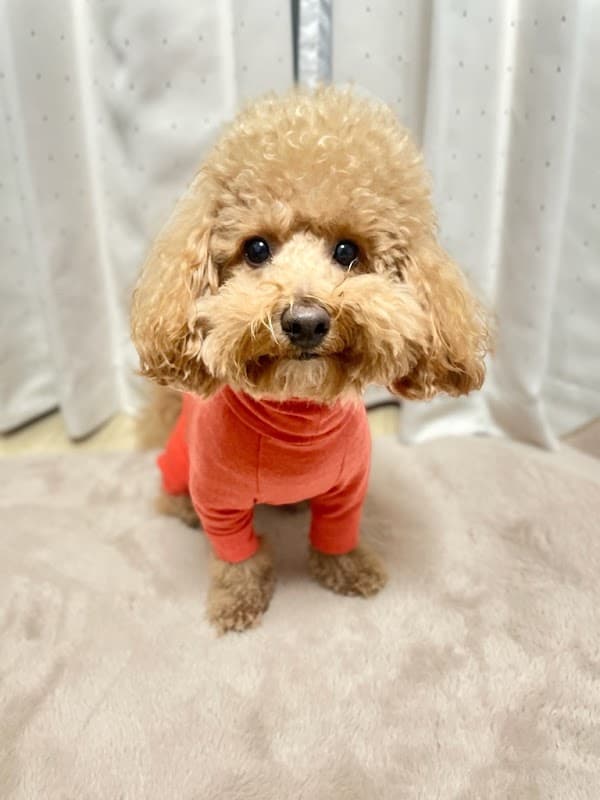 ペットスタジオ JJの写真