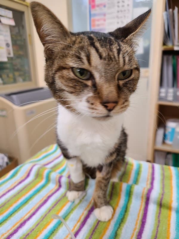 ななちゃん動物病院の写真