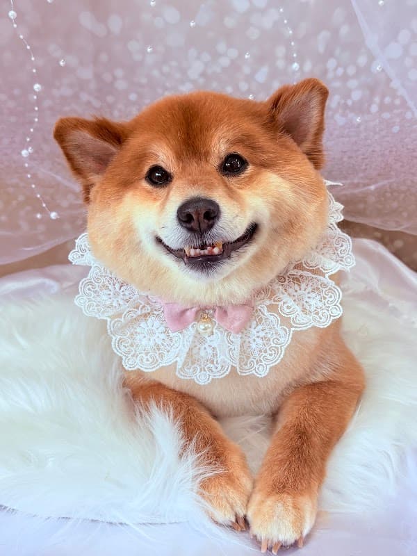 ペットサロンSunの写真4