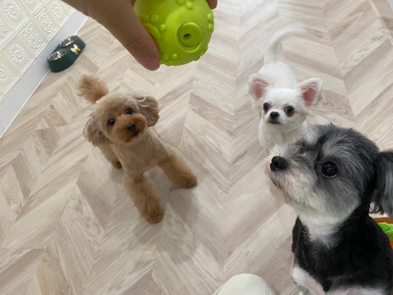 PET'S MOSTの写真5