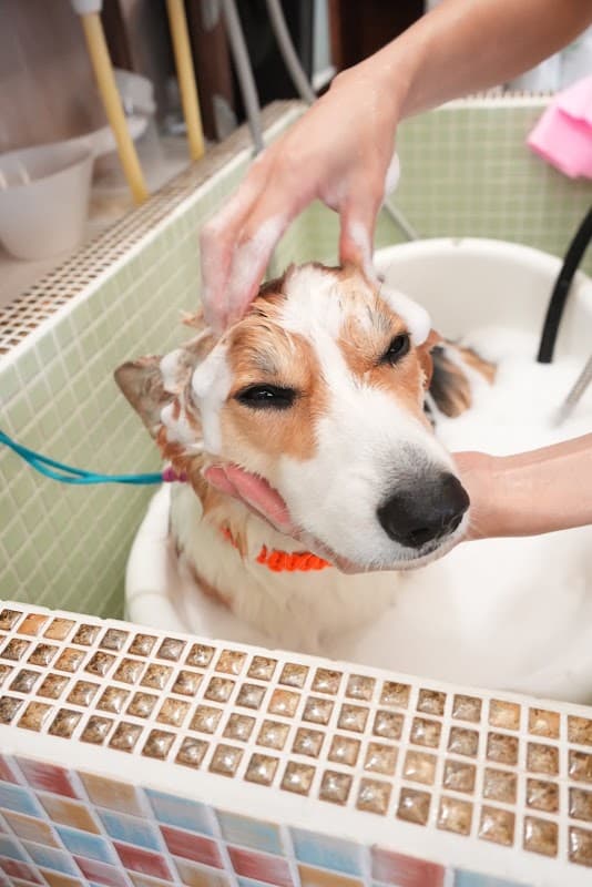 Dog grooming&spa てるまるの写真