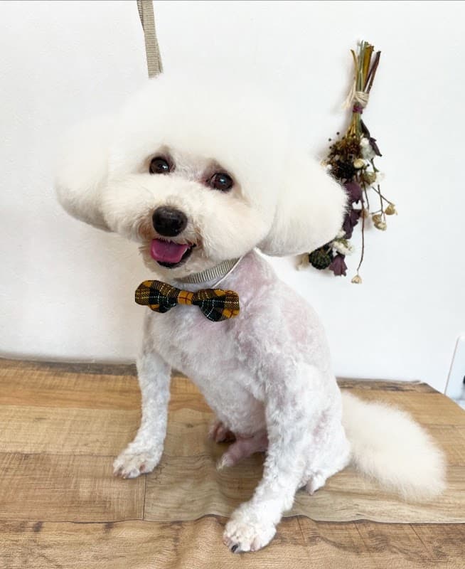 Dog salon Sopo (ドッグサロンソポ)の写真