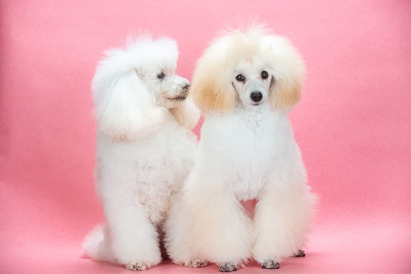 ドッグサロン&ホテル cotton.の写真1