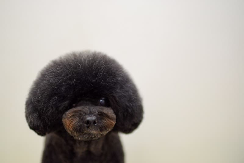Dog Salon K&Fの写真