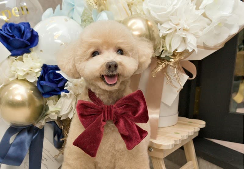 Dog Salon Kotton(ドッグサロン コットン)の写真1