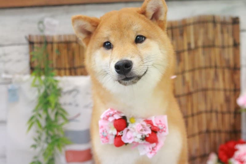 トリミングサロンチェレステの写真4