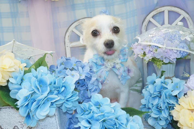 トリミングサロンチェレステの写真5