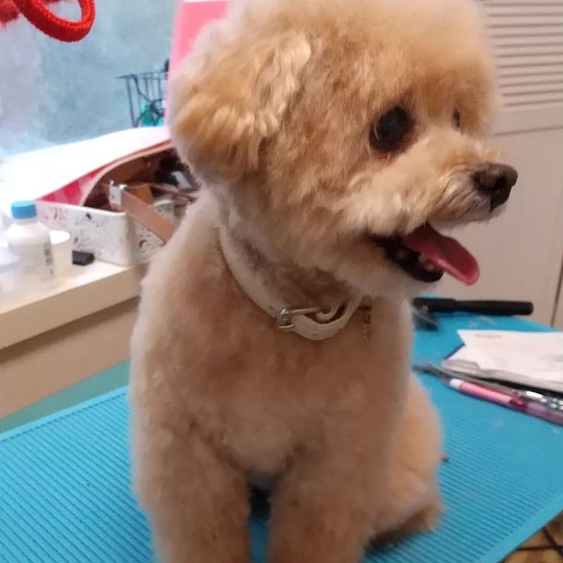 トリミングサロン うちのモモちゃんの写真