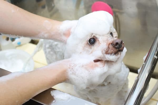 PET-SPAあざみ野ガーデンズ店の写真1