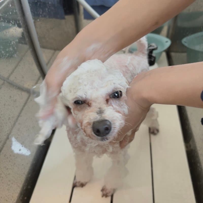 Dogsalon Clip(ドッグサロンクリップ)の写真