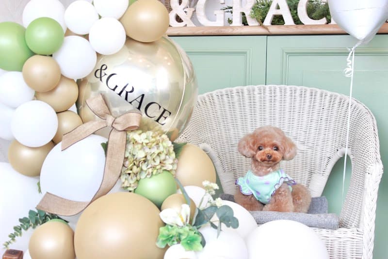 トリミングサロン&GRACE姫路の写真