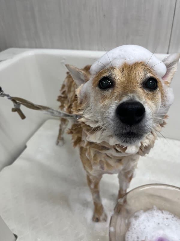 DOG SPA Shine Forestの写真