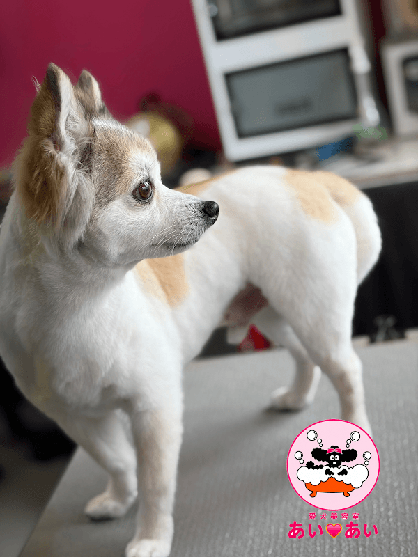 愛犬美容室 あい❤️あいの写真