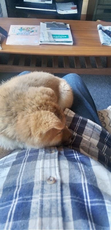 大江動物病院の写真