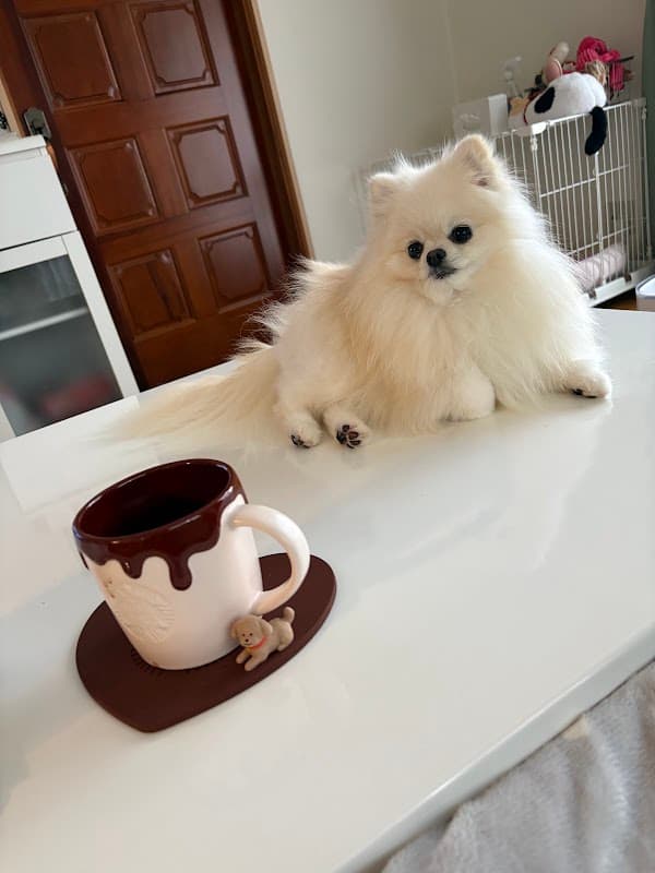 わんピースの写真
