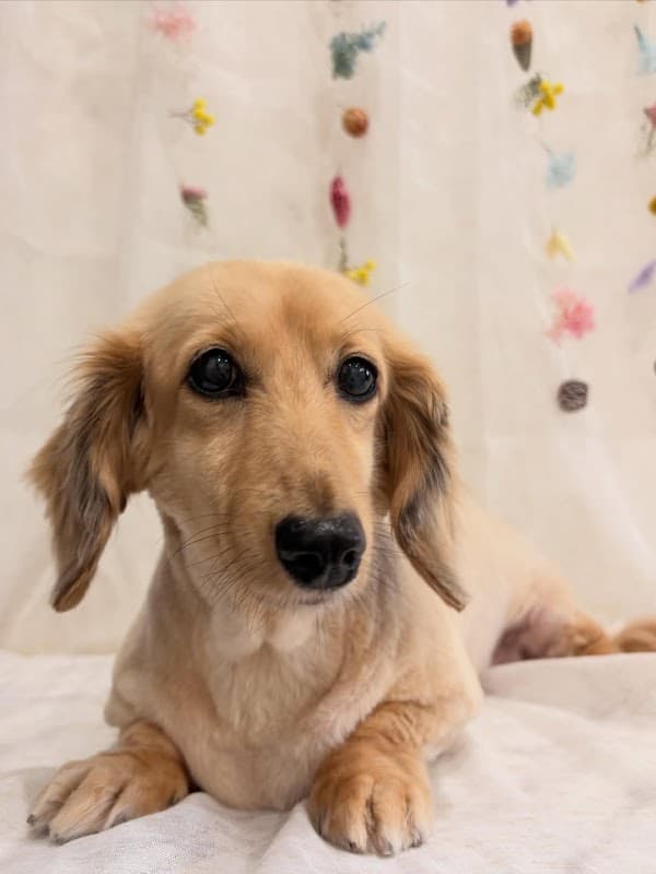 petsalon pixyの写真