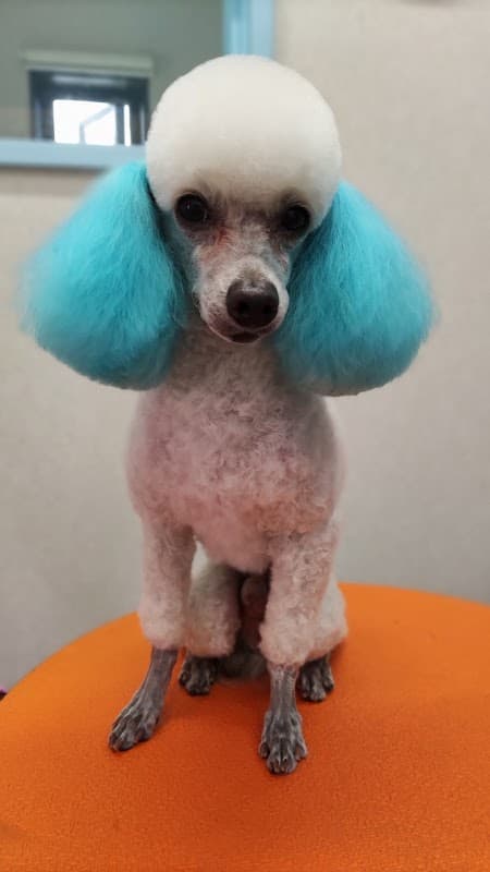ペットサロンRAICHIの写真