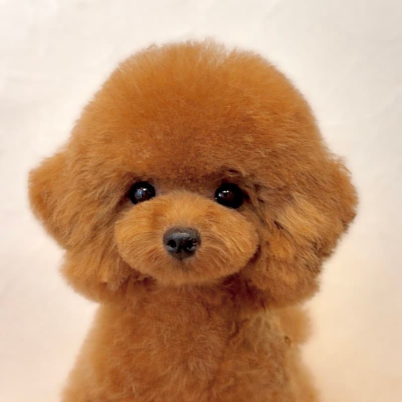Dog salon Lilou fluffy (リルフラッフィー)の写真