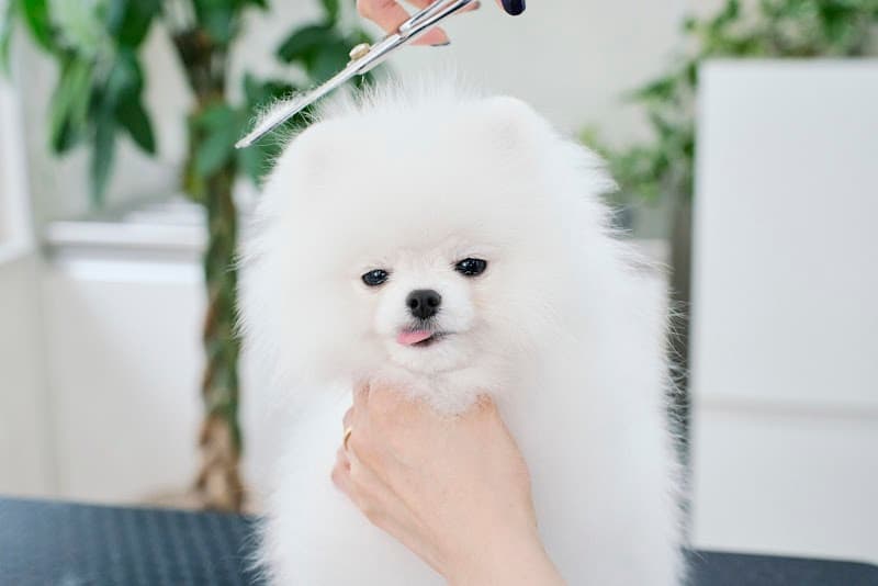 Lovely Grooming / ラブリーグルーミング プライベートトリミングサロンの写真