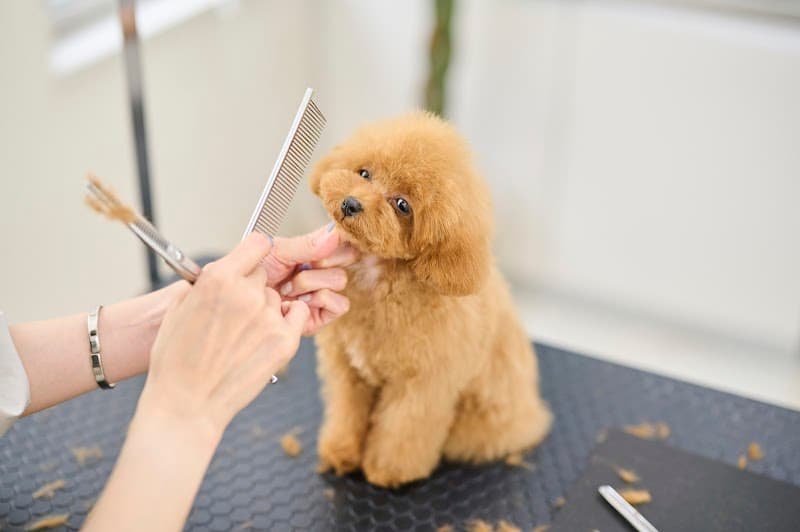 Lovely Grooming / ラブリーグルーミング プライベートトリミングサロンの写真2