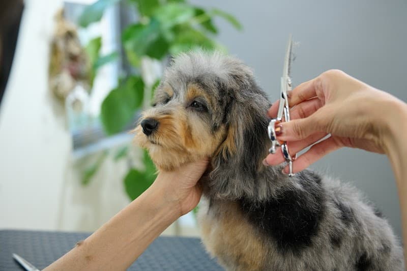 Lovely Grooming / ラブリーグルーミング プライベートトリミングサロンの写真3