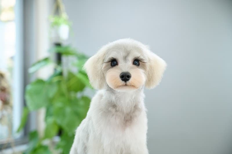 Lovely Grooming / ラブリーグルーミング プライベートトリミングサロンの写真4
