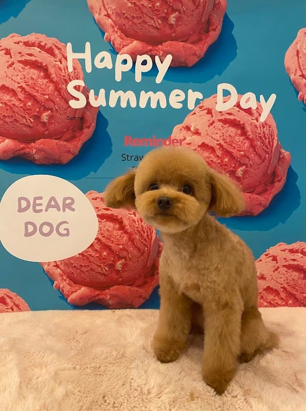 TrimmingSalon DEAR・DOGの写真3