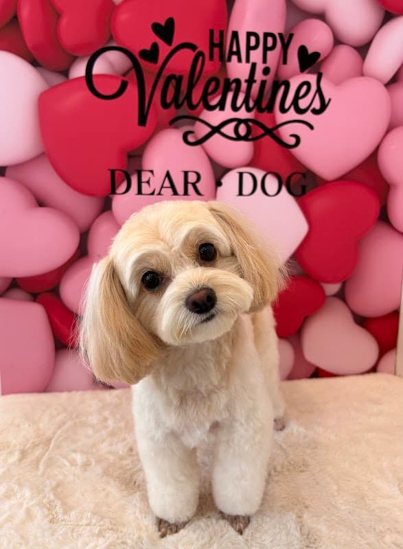 TrimmingSalon DEAR・DOGの写真4