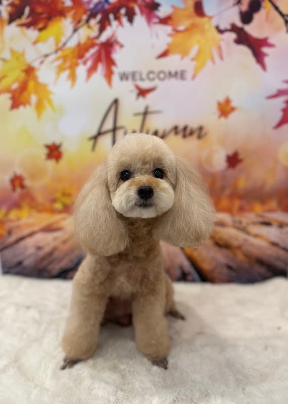 TrimmingSalon DEAR・DOGの写真5