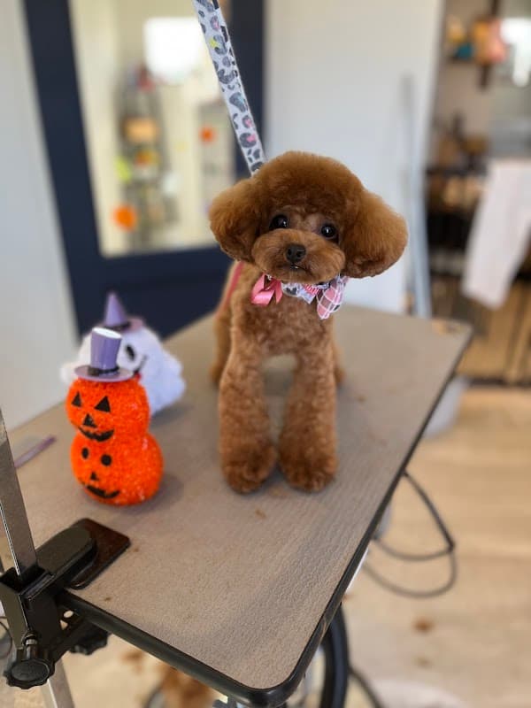 Dogsalon FrankDogの写真1