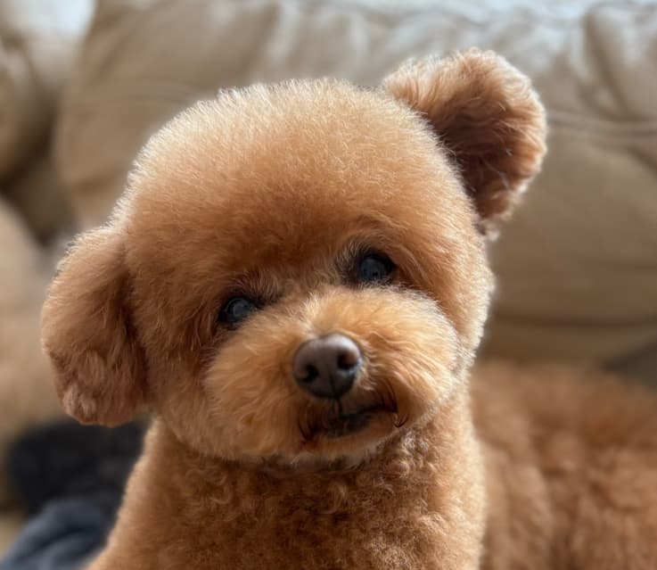 DogSalon AZAZの写真