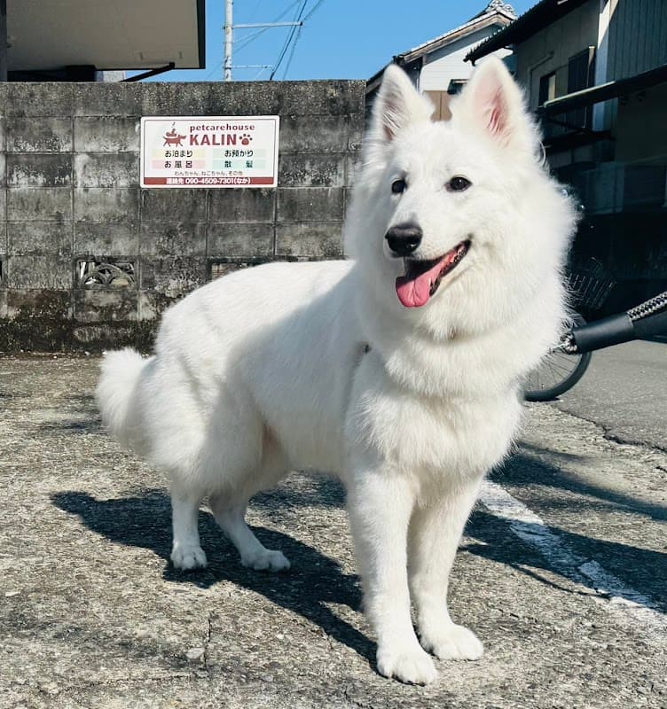 petcarehouseKALINの写真2
