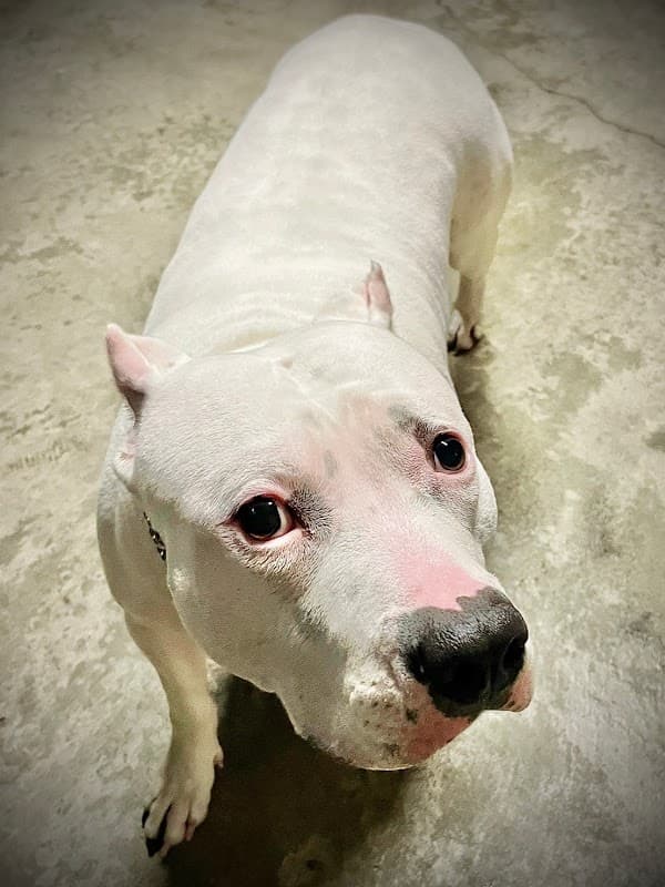 petcarehouseKALINの写真3