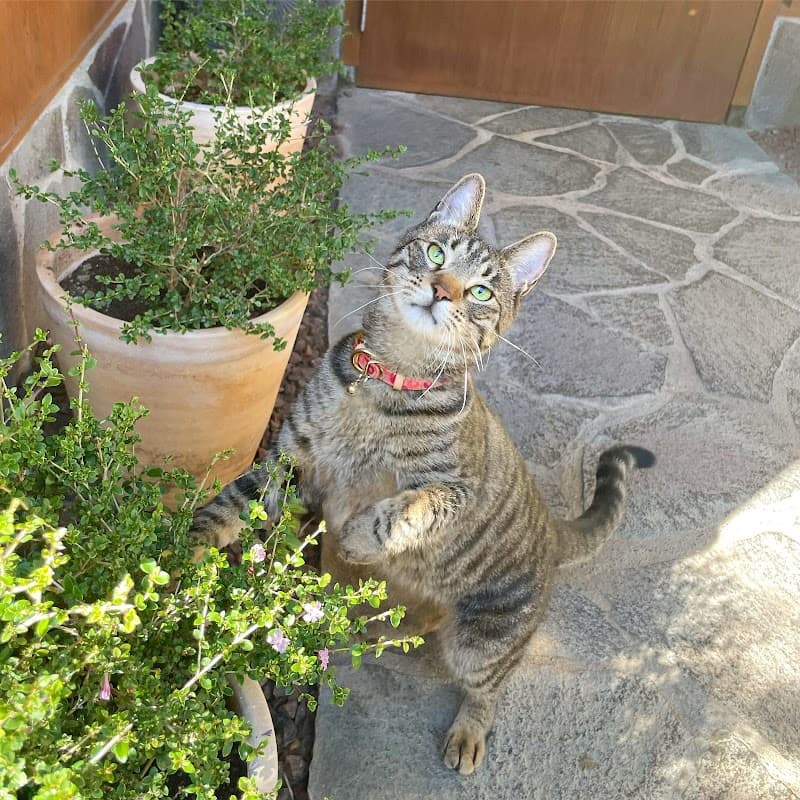 petcarehouseKALINの写真4