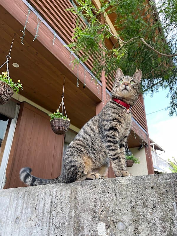 petcarehouseKALINの写真5