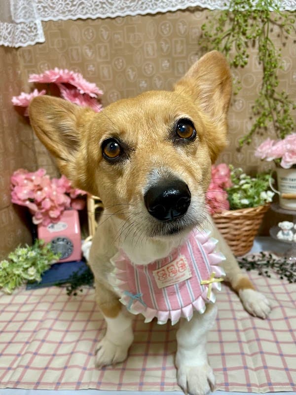とりみんぐはうす SARAの写真5
