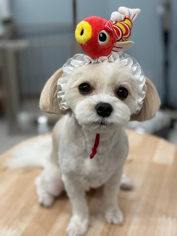 My Color -Dog care salon-の写真