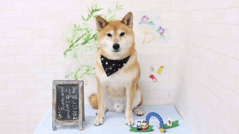 Dog Paradiseの写真1