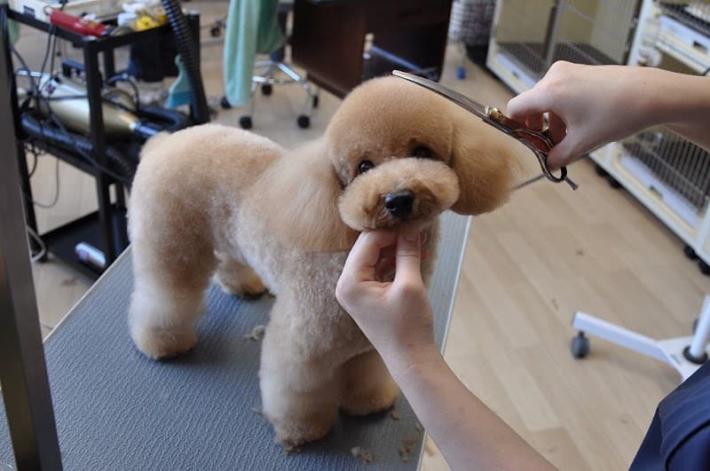 Dog Salon Ange (アンジュ)の写真1