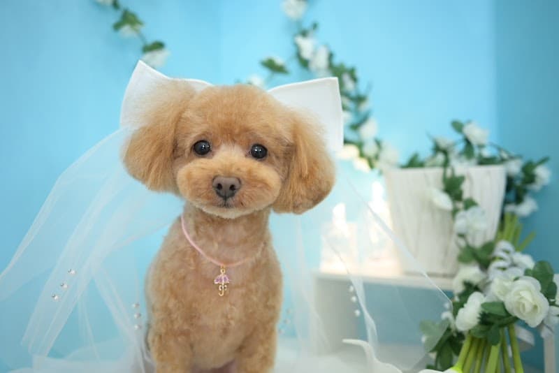 ドッグサロンキューテスト Dogsalon Cutestの写真