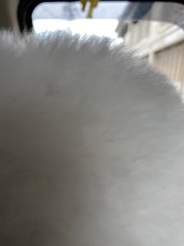 ペットショップセルジュの写真