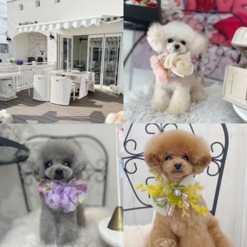 サロン PetitDogの写真1