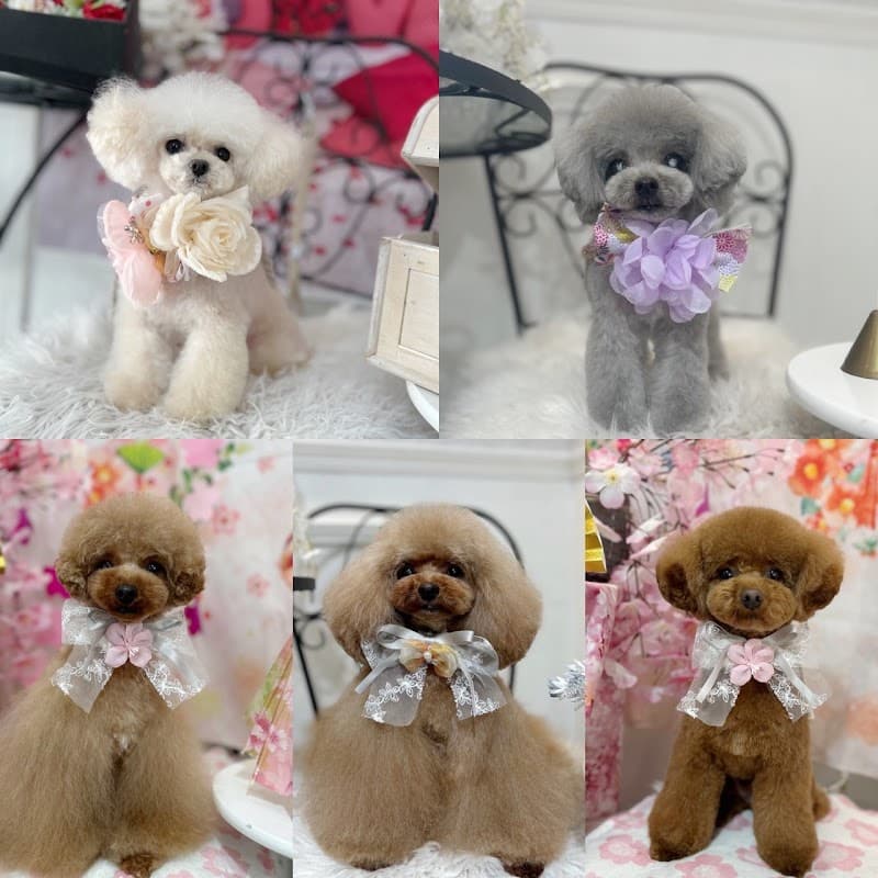 サロン PetitDogの店内・トリミングの様子(2枚目)
