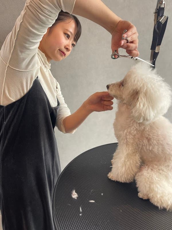 トリミング専門 dog salon SPHR 桑園店<ドッグサロン スパハル>の写真