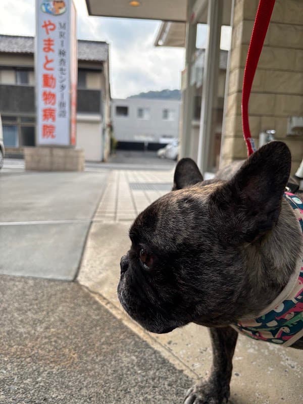 やまと動物病院の写真