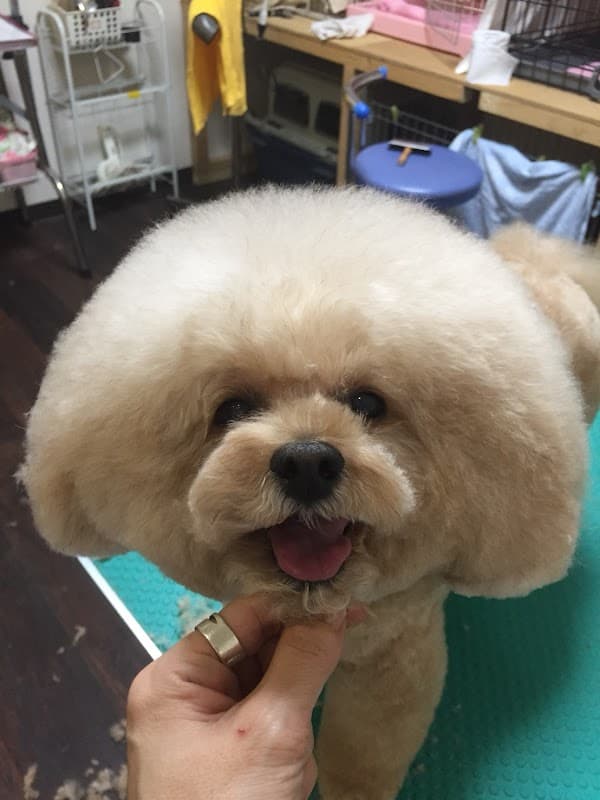 ドッグサロンらくの写真