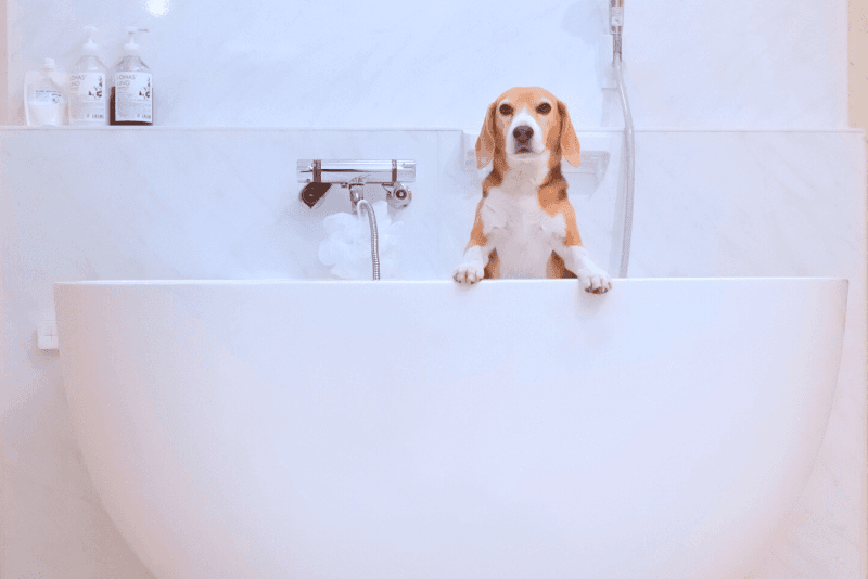 bijou line.(ビジュライン) dog styleの写真