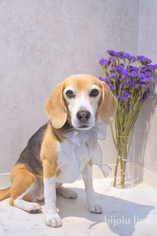 bijou line.(ビジュライン) dog styleの店内・トリミングの様子(2枚目)